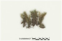 藏品(日本曲尾苔)的圖片